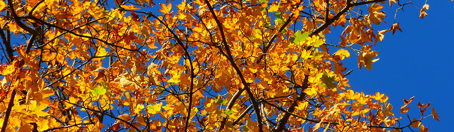 Tavataan Isännöintipäivillä!